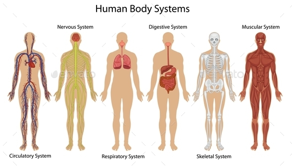 GraphicRiver Human Body Systems 9614499 GraphicRiver Human Body Systems 9614499