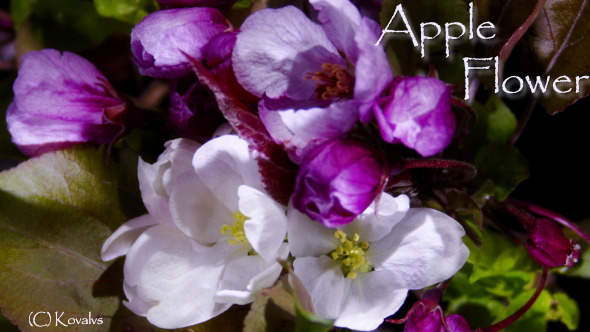 Apple Flower Apple Flower