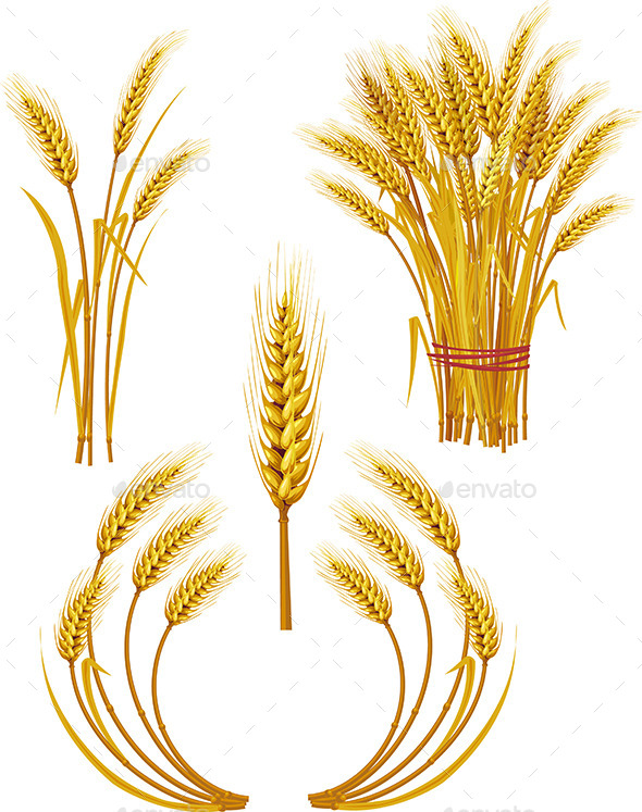 GraphicRiver Spike of Wheat 9624097 GraphicRiver Spike of Wheat 9624097