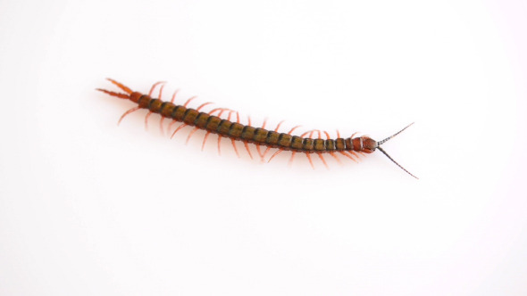 Centipede Isolated Centipede Isolated
