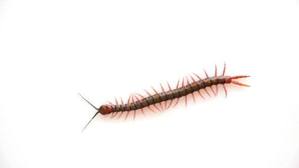 Centipede Isolated Centipede Isolated