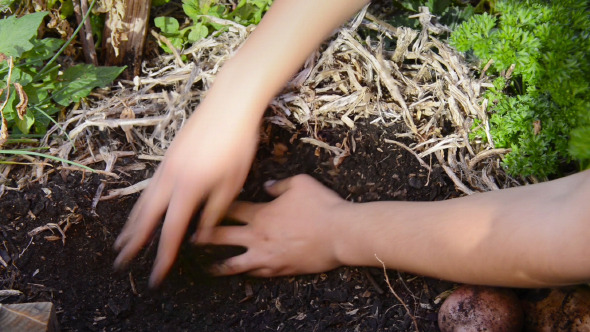 Digging In Veggie Patch Digging In Veggie Patch