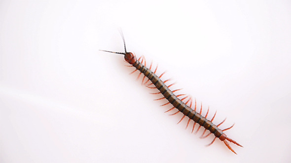 Insect Insect