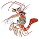 crazy_shrimp