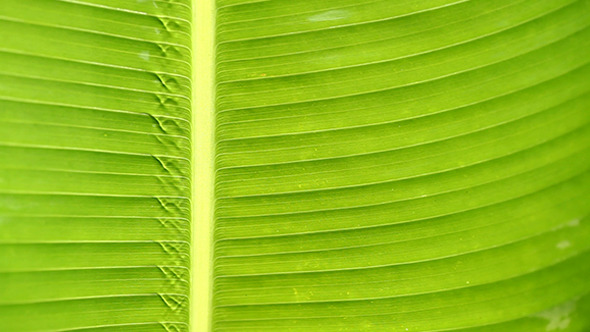 VideoHive Green Leaf In Nature 242 9642385 VideoHive Green Leaf In Nature 242 9642385
