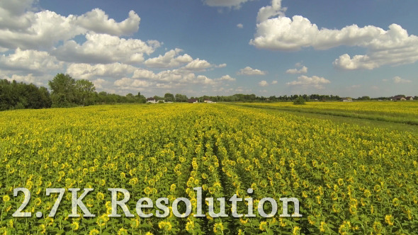 VideoHive Flying over Sunflower Field 9644583 VideoHive Flying over Sunflower Field 9644583