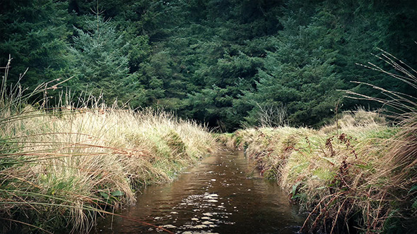 VideoHive Stream Through Woods 9646717 VideoHive Stream Through Woods 9646717