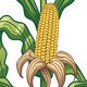 Corn Plant - GraphicRiver Item for Sale