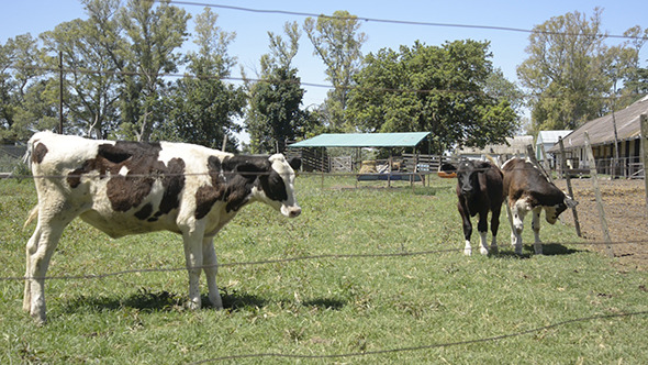 Calves 03 Calves 03