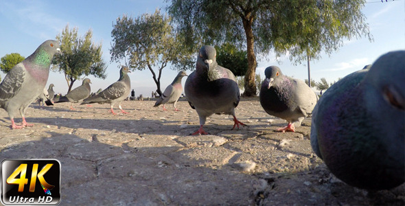 VideoHive Pigeon 4 9653753 VideoHive Pigeon 4 9653753