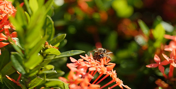 Bee Story 04 Bee Story 04