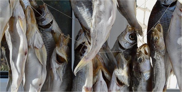 VideoHive Fish 9657270 VideoHive Fish 9657270