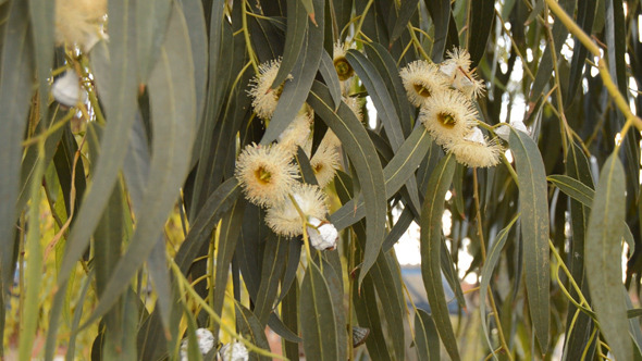 VideoHive Flowering Eucalyptus 9658826 VideoHive Flowering Eucalyptus 9658826