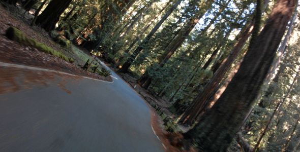 VideoHive Driving Through Forrest 9661196 VideoHive Driving Through Forrest 9661196