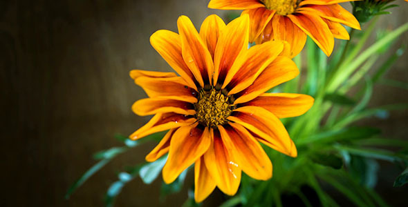 VideoHive Gazania Closing In The Evening 9662087 VideoHive Gazania Closing In The Evening 9662087