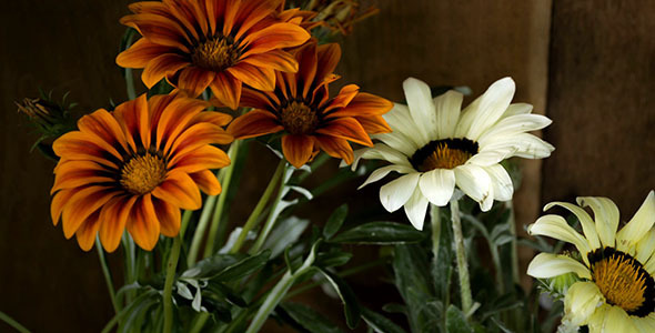 VideoHive Gazania Closing In The Evening 9662098 VideoHive Gazania Closing In The Evening 9662098