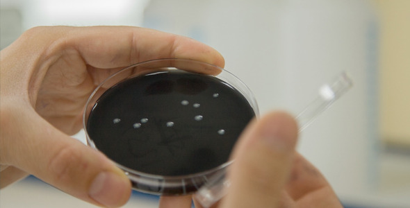 Laboratory Sample Laboratory Sample