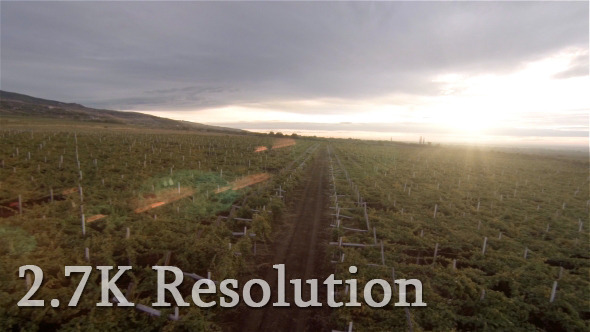VideoHive Flying over Vineyard 9667589 VideoHive Flying over Vineyard 9667589