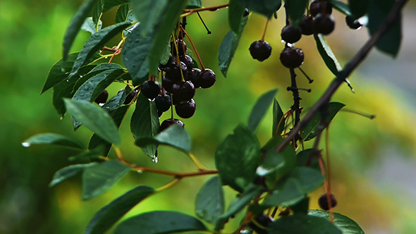 VideoHive Wind Shakes Cherries 4 9670039 VideoHive Wind Shakes Cherries 4 9670039