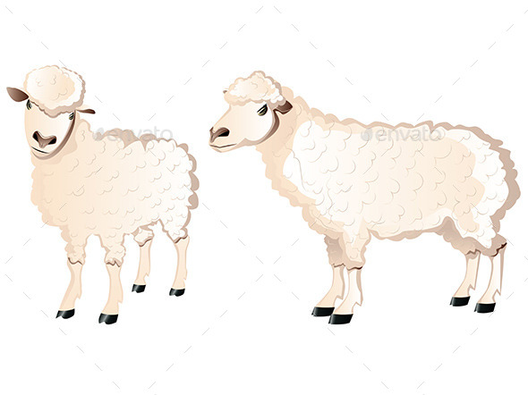 Sheep Character (Animals)