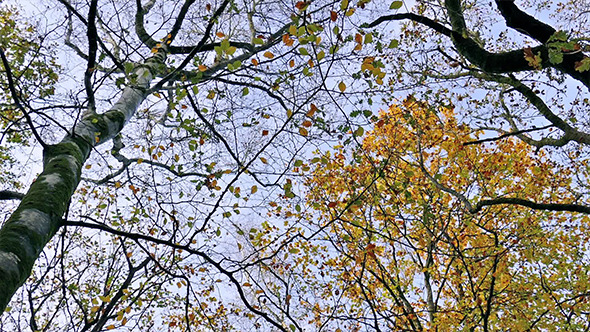 VideoHive Moving Under Trees Looking Up 9673752 VideoHive Moving Under Trees Looking Up 9673752