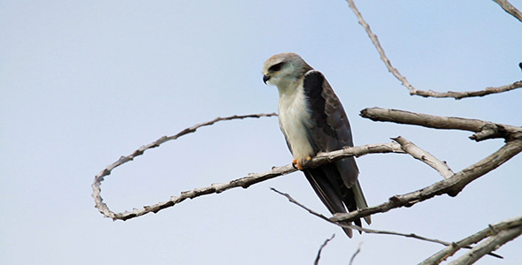 VideoHive Juvenile Eagle 02 9673889 VideoHive Juvenile Eagle 02 9673889