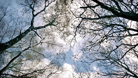VideoHive Looking Up At Trees And Sky 9675062 VideoHive Looking Up At Trees And Sky 9675062