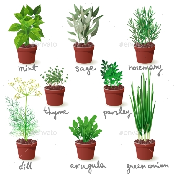 GraphicRiver Herbs in Pots 9675064 GraphicRiver Herbs in Pots 9675064