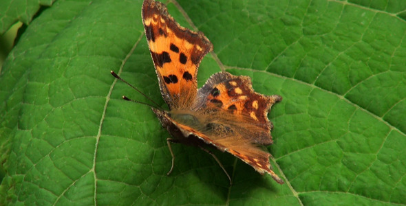 VideoHive Butterfly on Green Leaves 1 9676117 VideoHive Butterfly on Green Leaves 1 9676117