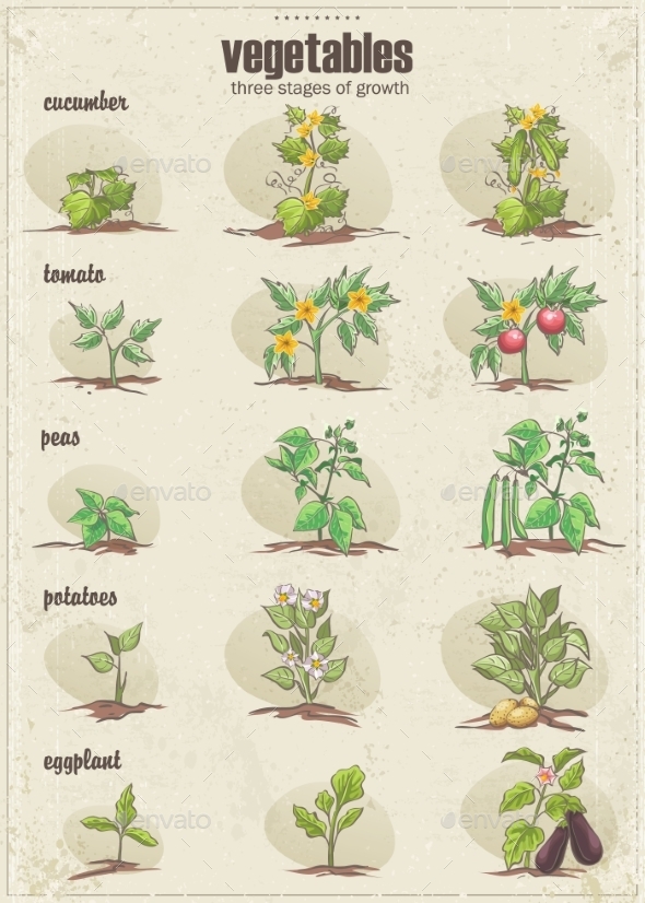 GraphicRiver Set of Vegetables with Three Stages of Growth 9678043 GraphicRiver Set of Vegetables with Three Stages of Growth 9678043