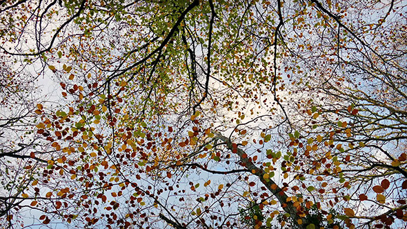 VideoHive Overhead Trees With Colorful Leaves 9682230 VideoHive Overhead Trees With Colorful Leaves 9682230