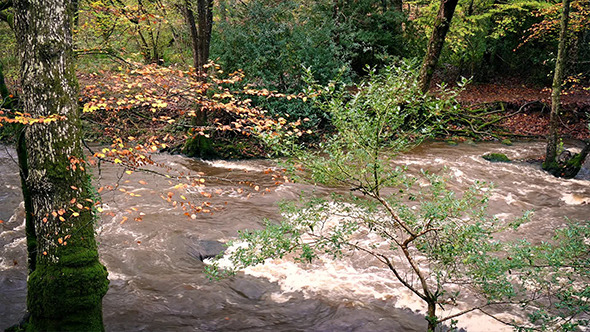 VideoHive Full River Breaking Banks In Woodland 9682691 VideoHive Full River Breaking Banks In Woodland 9682691