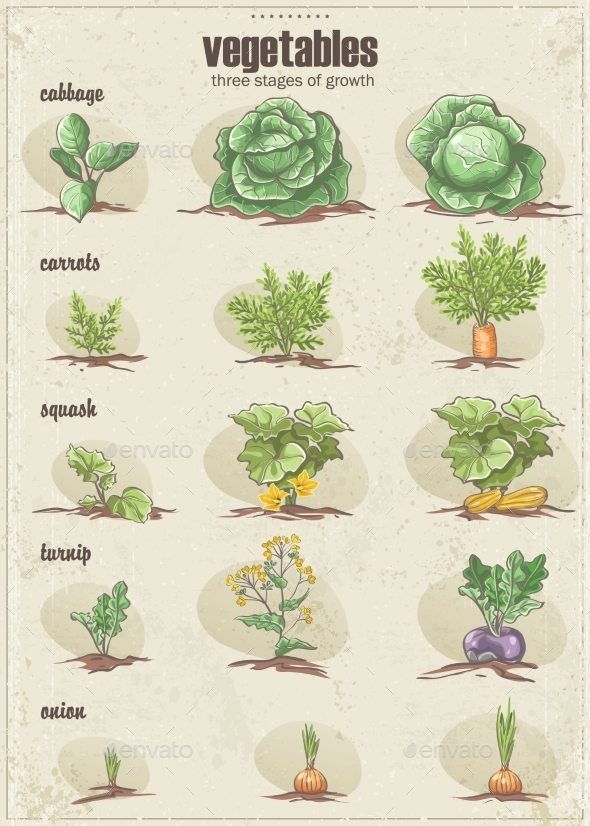 GraphicRiver Set of Vegetables with Three Stages of their Growt 9682813 GraphicRiver Set of Vegetables with Three Stages of their Growt 9682813