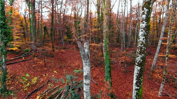 Autumn Aerial Up to the Top of the Beech Trees Autumn Aerial Up to the Top of the Beech Trees