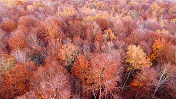 Aerial View Flying Over the Top of the Beech Trees Aerial View Flying Over the Top of the Beech Trees