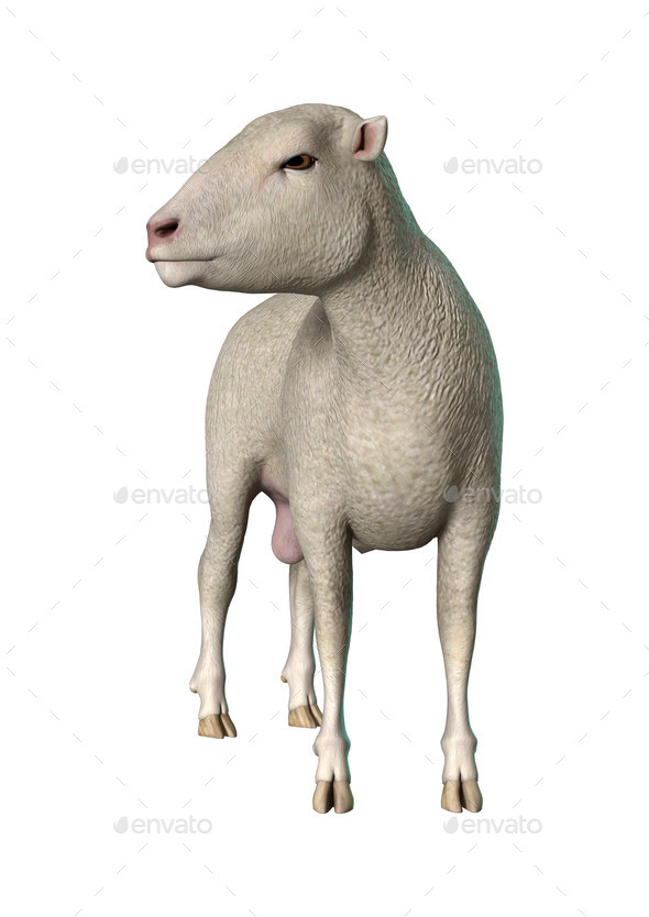 Sheep on White (Misc) Photo Download