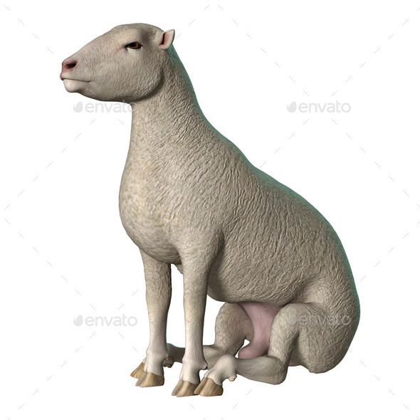 Sheep on White (Misc) Photo Download