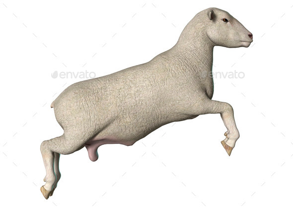 Jumping Sheep (Misc) Photo Download