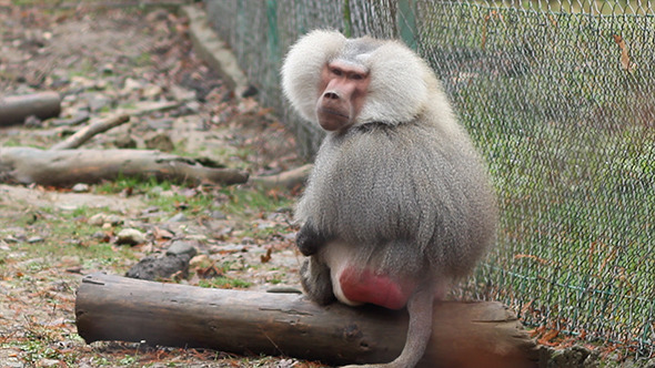 Grey Baboon Grey Baboon