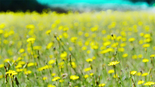VideoHive Yellow Wild Flowers Meadow 9687458 VideoHive Yellow Wild Flowers Meadow 9687458