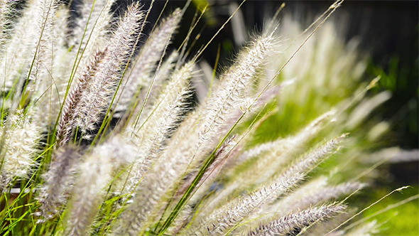 Native Grass Plants Flowers Native Grass Plants Flowers