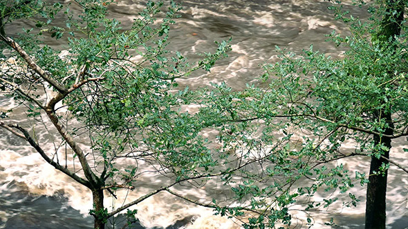 VideoHive Flooding River Through Trees 9692128 VideoHive Flooding River Through Trees 9692128