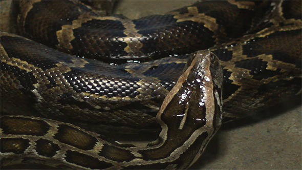 VideoHive Moving Boa Snake 9692899 VideoHive Moving Boa Snake 9692899