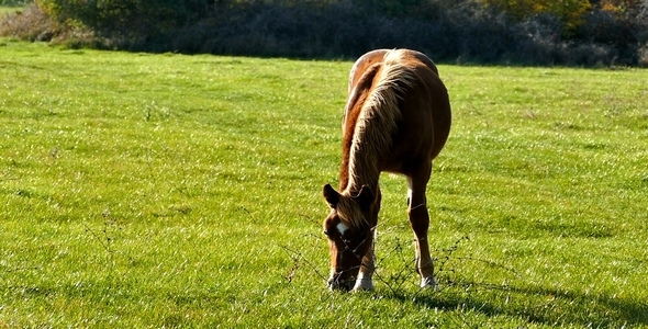 VideoHive Horse 1 9693173 VideoHive Horse 1 9693173