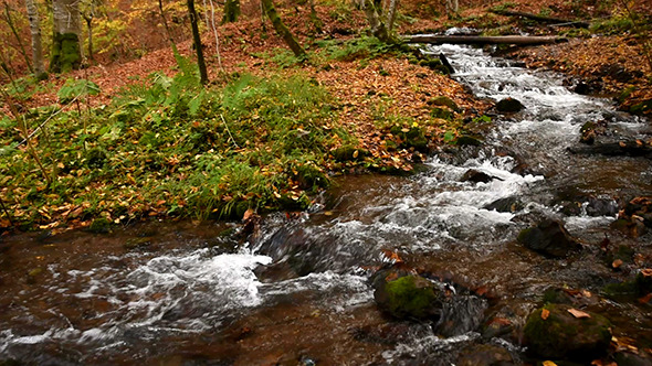VideoHive Stream at the Forest With Fall Leaves 2 9693335 VideoHive Stream at the Forest With Fall Leaves 2 9693335