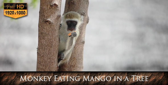VideoHive Monkey Eating Mango in a Tree 9693582 VideoHive Monkey Eating Mango in a Tree 9693582