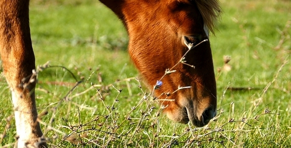 VideoHive Horse 10 9693778 VideoHive Horse 10 9693778