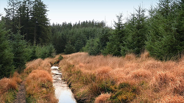 VideoHive Stream Through Grassy Opening In Forest 9694101 VideoHive Stream Through Grassy Opening In Forest 9694101