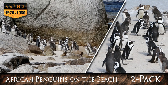 VideoHive African Penguins on the Beach 9695856 VideoHive African Penguins on the Beach 9695856