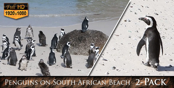 VideoHive Penguins on South African Beach 9696114 VideoHive Penguins on South African Beach 9696114